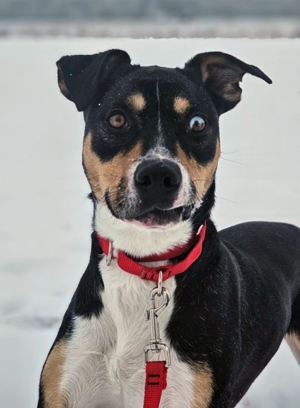 (Remy), an adoptable Beagle, Mixed Breed in Pequot Lakes, MN, 56472 | Photo Image 1