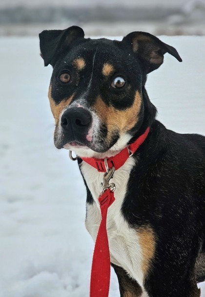 (Remy), an adoptable Beagle, Mixed Breed in Pequot Lakes, MN, 56472 | Photo Image 2