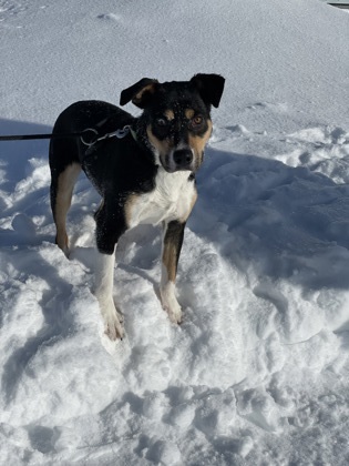 (Remy), an adoptable Beagle, Mixed Breed in Pequot Lakes, MN, 56472 | Photo Image 3