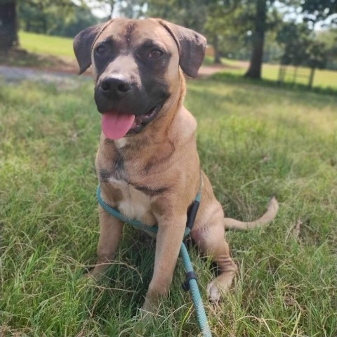 Thor (Little), an adoptable Black Mouth Cur in Fargo, ND, 58102 | Photo Image 1