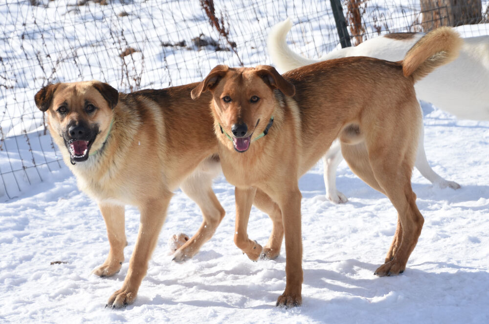 Ronnie, an adoptable German Shepherd Dog in Dodson, MT, 59524 | Photo Image 2