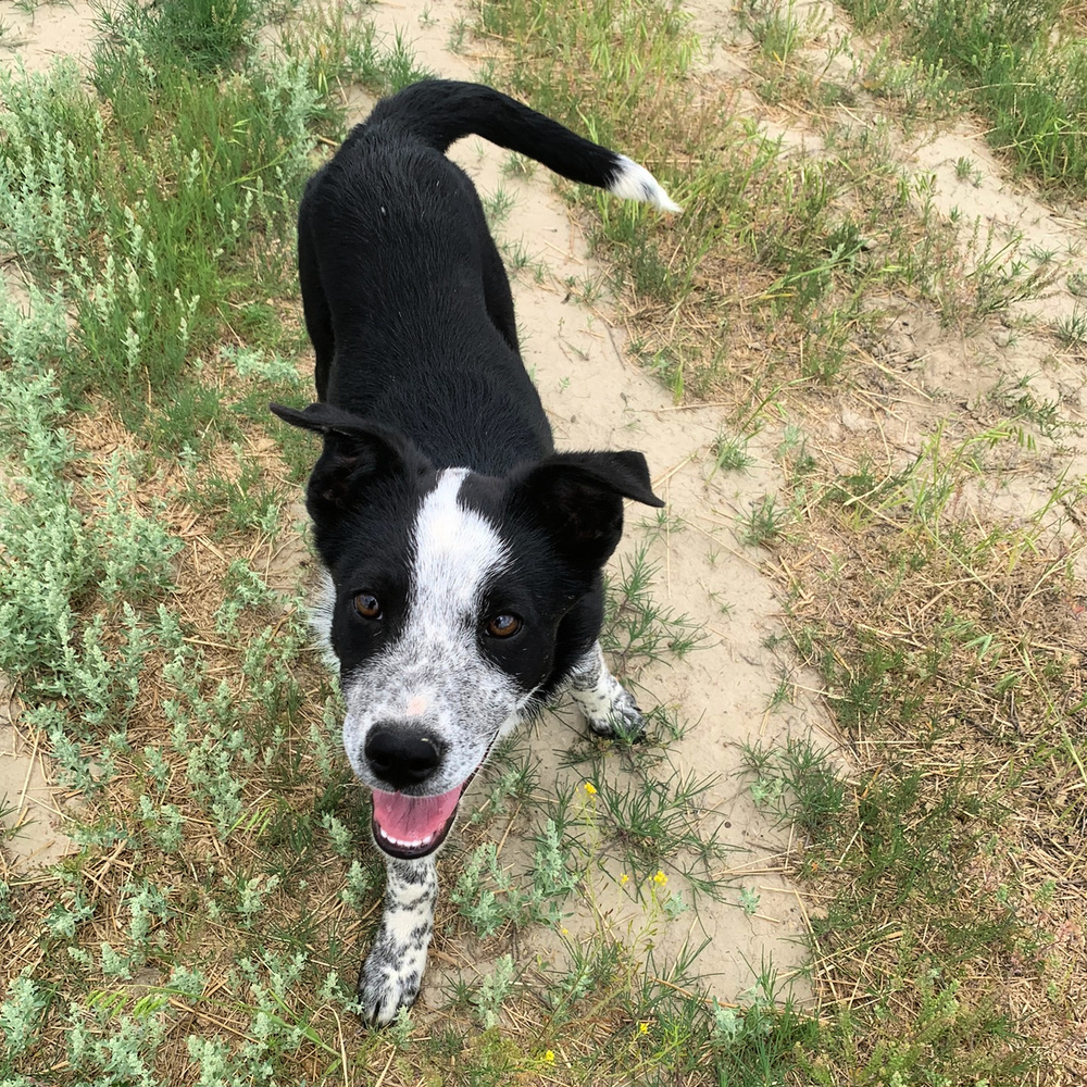 Winston, an adoptable Border Collie in Dodson, MT, 59524 | Photo Image 1