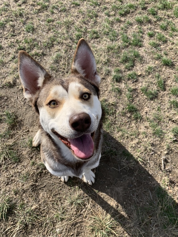 Gilly, an adoptable Husky in Dodson, MT, 59524 | Photo Image 1