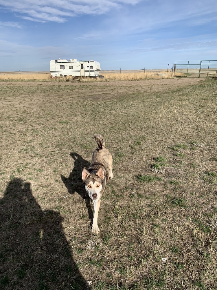 Gilly, an adoptable Husky in Dodson, MT, 59524 | Photo Image 2