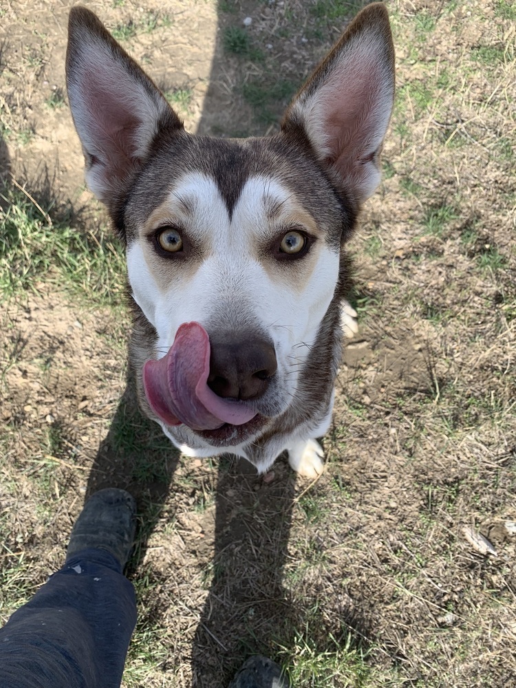 Gilly, an adoptable Husky in Dodson, MT, 59524 | Photo Image 3