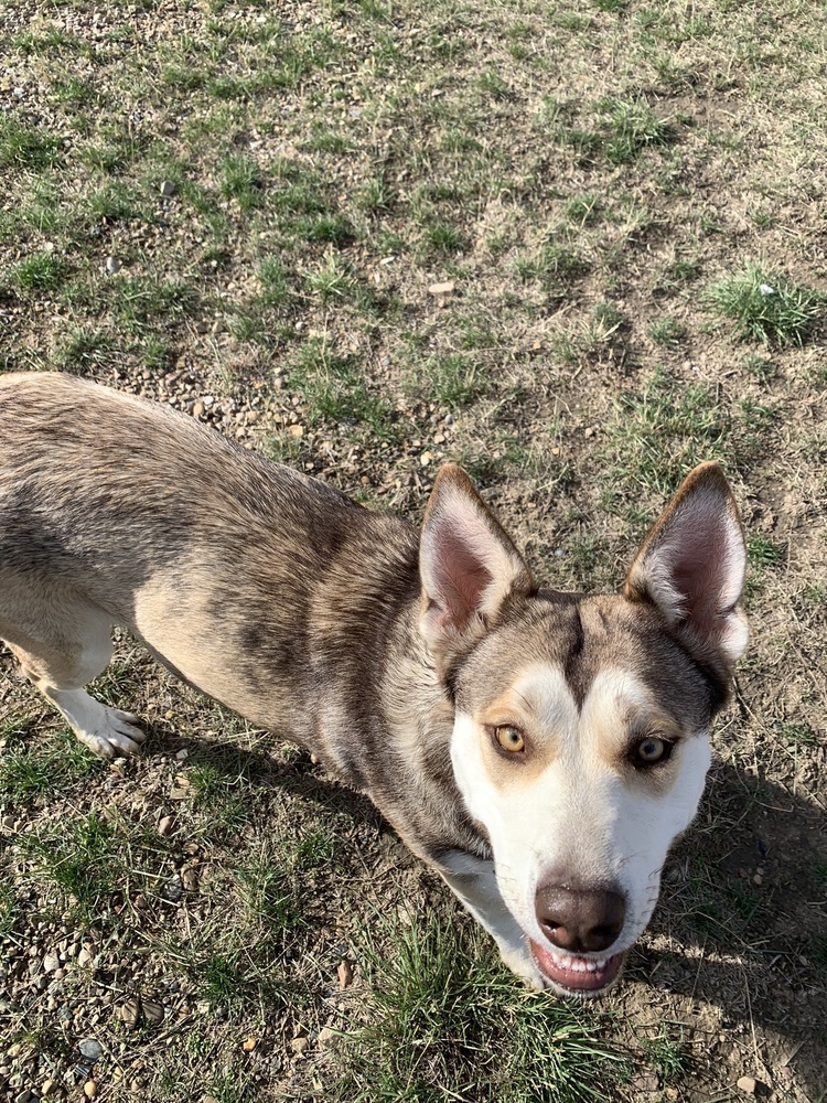 Gilly, an adoptable Husky in Dodson, MT, 59524 | Photo Image 5