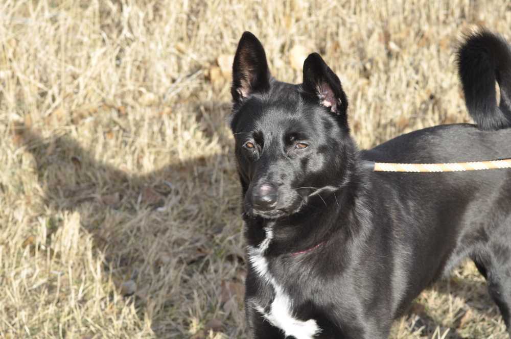 Zumba, an adoptable Labrador Retriever, German Shepherd Dog in Dodson, MT, 59524 | Photo Image 1