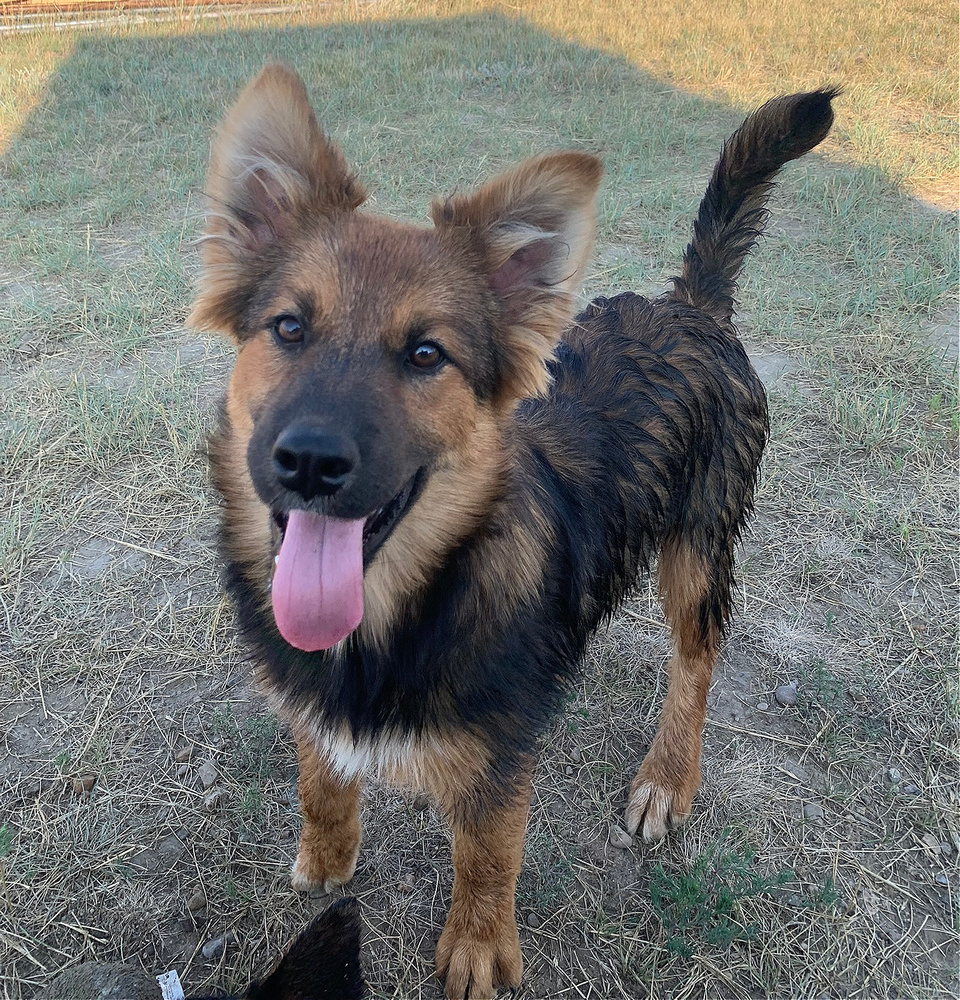 Leo, an adoptable German Shepherd Dog in Dodson, MT, 59524 | Photo Image 1