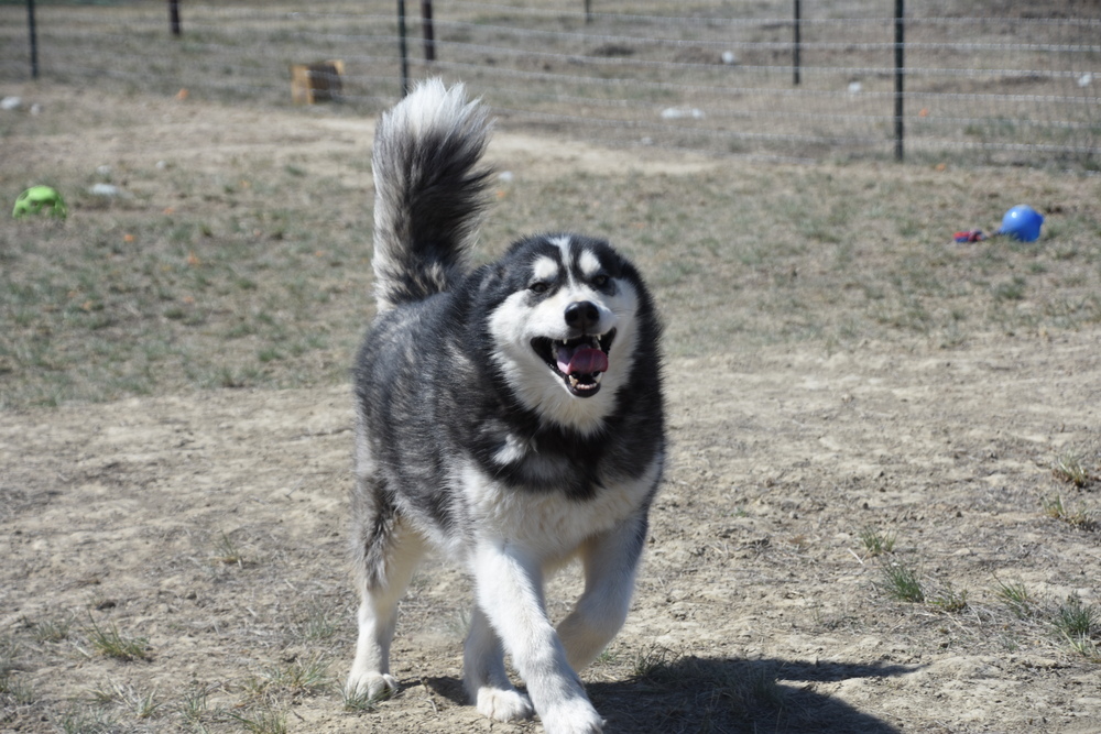 Nome, an adoptable Alaskan Malamute in Dodson, MT, 59524 | Photo Image 1