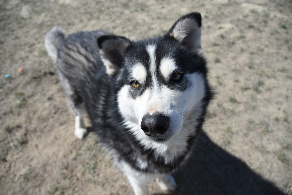 Nome, an adoptable Alaskan Malamute in Dodson, MT, 59524 | Photo Image 3