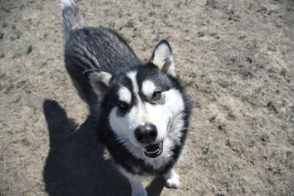 Nome, an adoptable Alaskan Malamute in Dodson, MT, 59524 | Photo Image 4