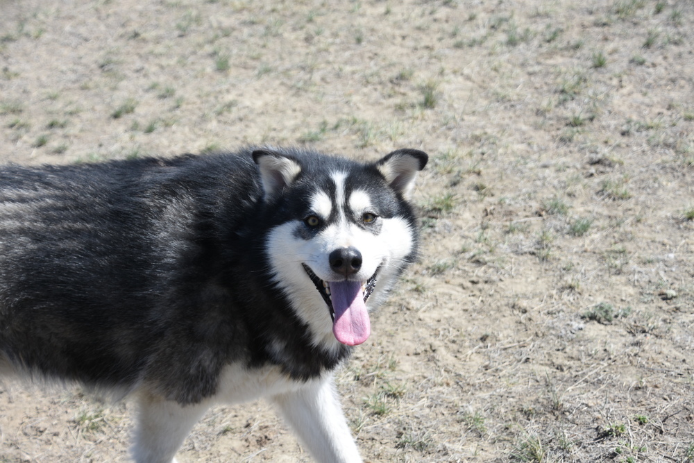 Nome, an adoptable Alaskan Malamute in Dodson, MT, 59524 | Photo Image 5