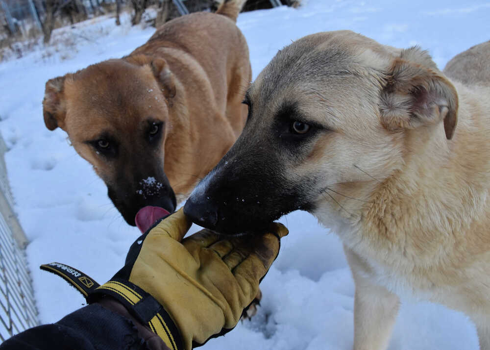 Anabelle, an adoptable German Shepherd Dog, Labrador Retriever in Dodson, MT, 59524 | Photo Image 3