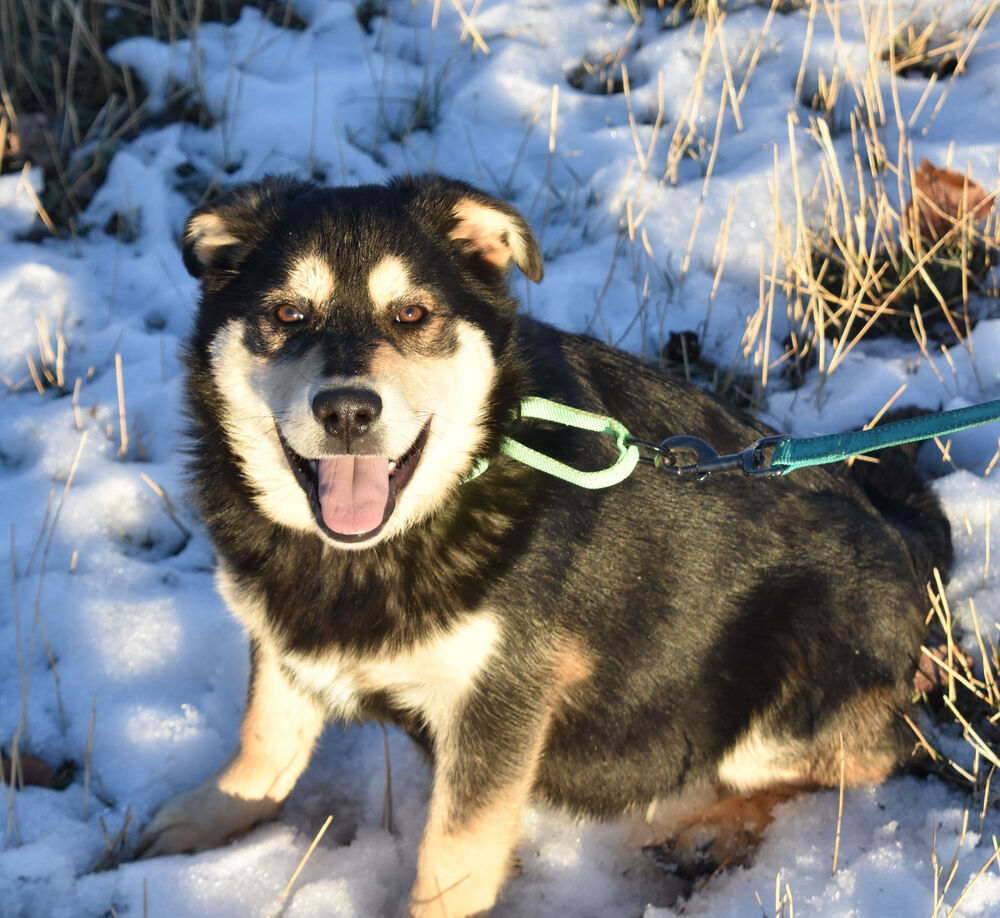 Teddy, an adoptable German Shepherd Dog in Dodson, MT, 59524 | Photo Image 1