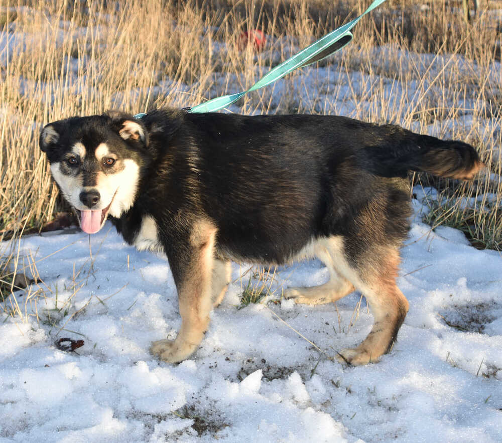 Teddy, an adoptable German Shepherd Dog in Dodson, MT, 59524 | Photo Image 3