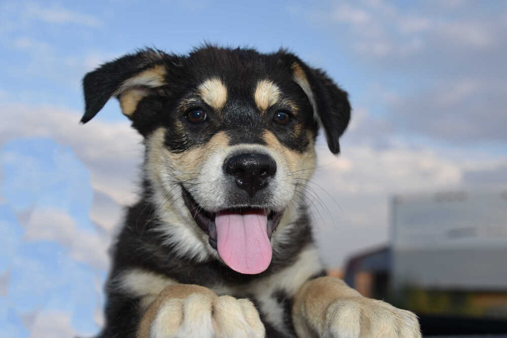 Teddy, an adoptable German Shepherd Dog in Dodson, MT, 59524 | Photo Image 4