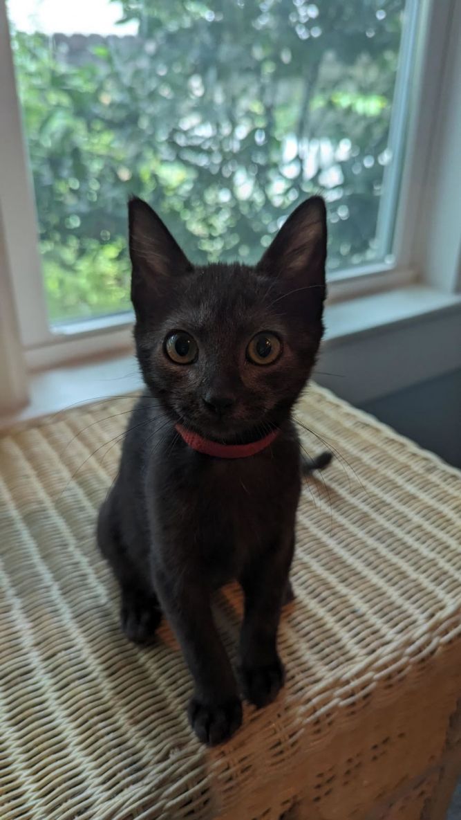 Dottie