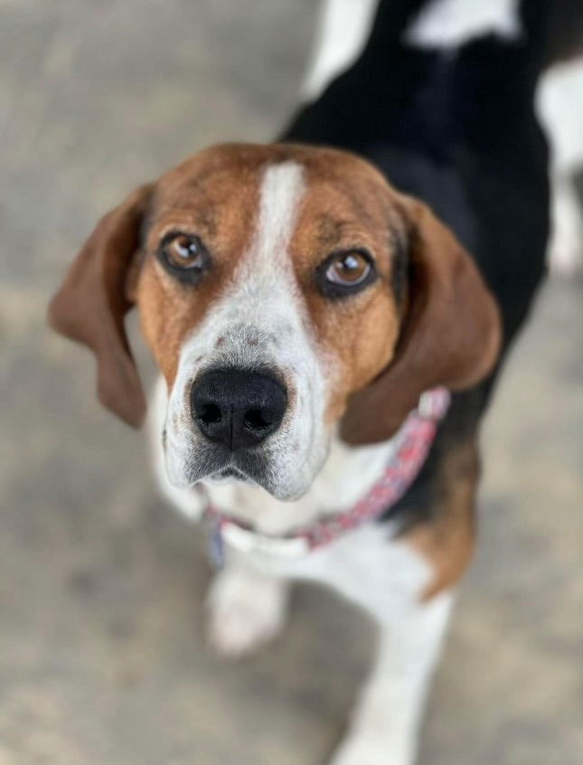 COURTESY POST: Nelli, an adoptable Harrier in Strongsville, OH, 44136 | Photo Image 1