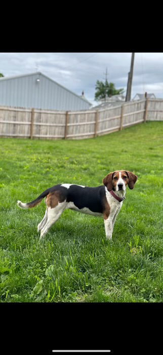 COURTESY POST: Nelli, an adoptable Harrier in Strongsville, OH, 44136 | Photo Image 2