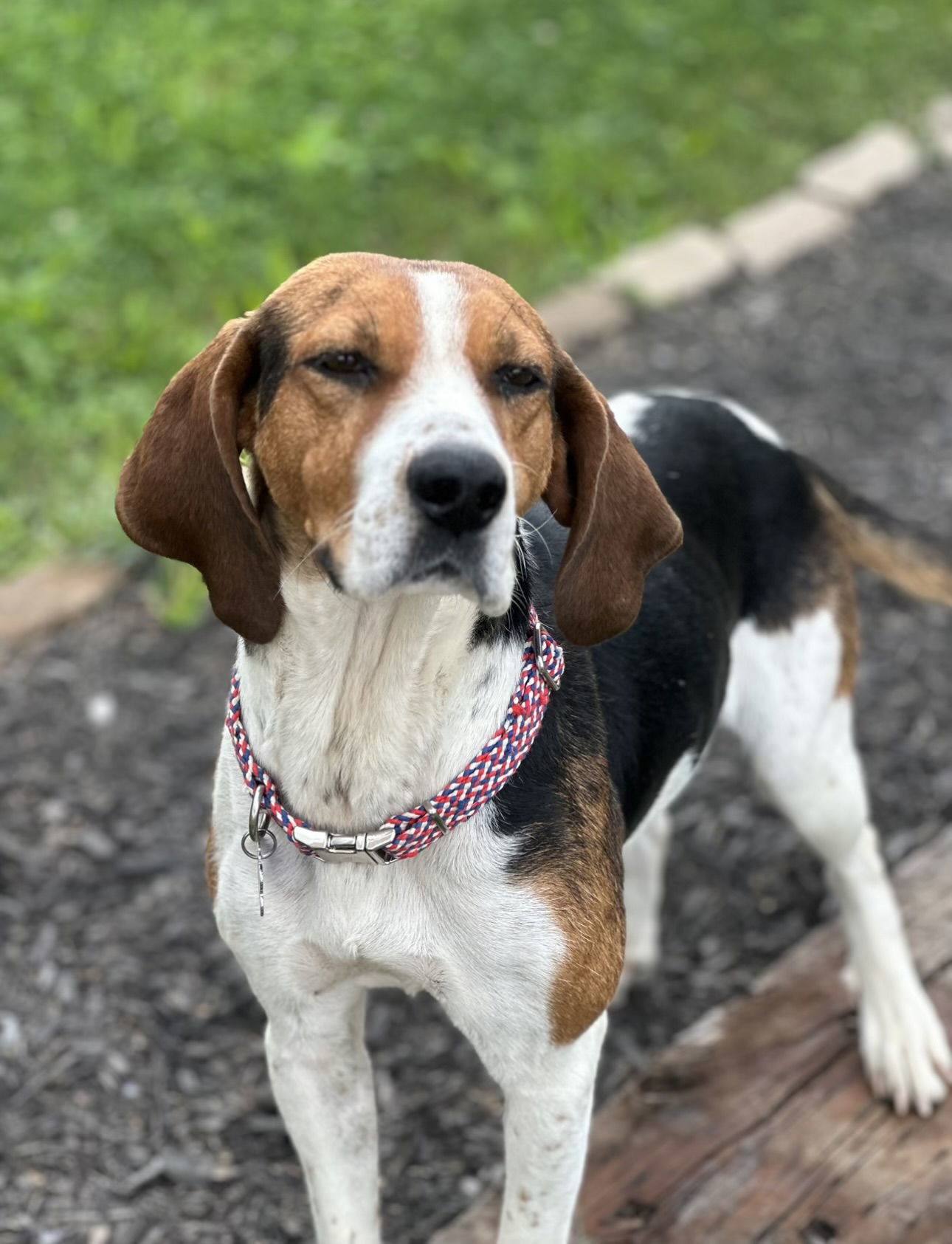 COURTESY POST: Nelli, an adoptable Harrier in Strongsville, OH, 44136 | Photo Image 3