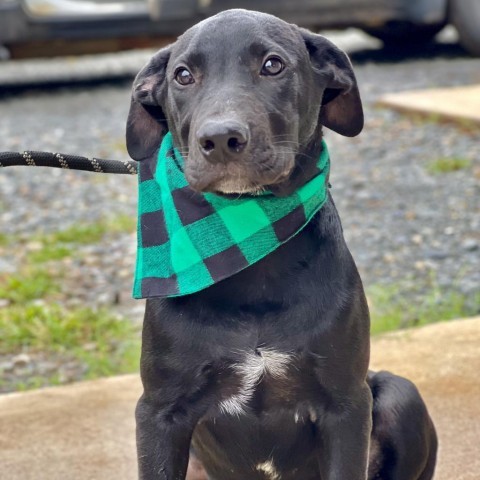 Half baked, an adoptable German Shorthaired Pointer, Black Labrador Retriever in Fargo, ND, 58102 | Photo Image 6