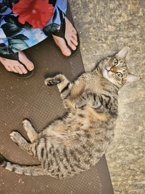 Taylor, Adult Male Domestic Short Hair
