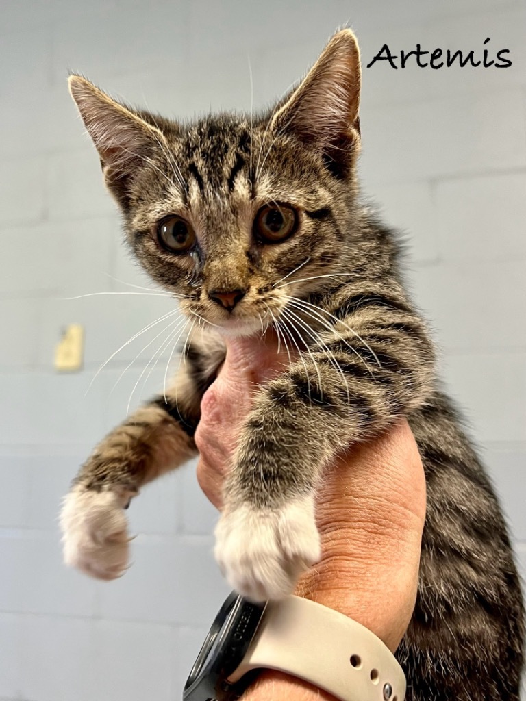 Artemis, an adoptable Domestic Short Hair in Greenwood, MS, 38930 | Photo Image 1