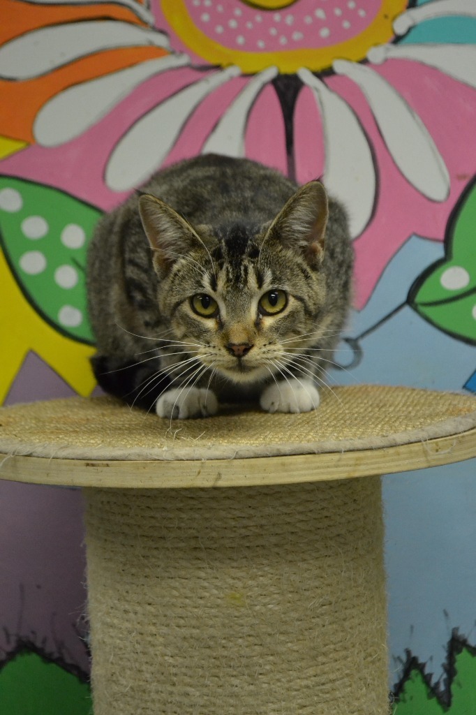 Artemis, an adoptable Domestic Short Hair in Greenwood, MS, 38930 | Photo Image 1