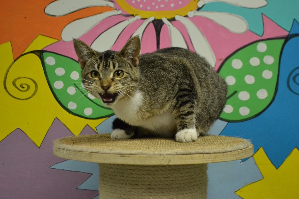 Artemis, an adoptable Domestic Short Hair in Greenwood, MS, 38930 | Photo Image 4