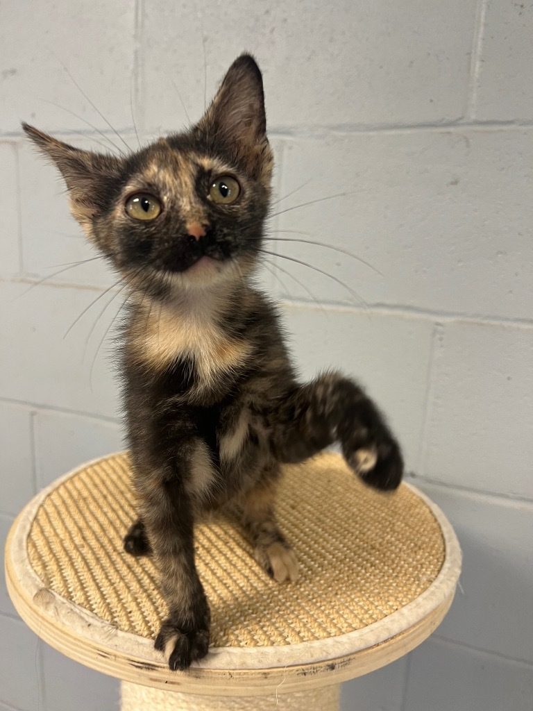 Adele, an adoptable Domestic Short Hair in Greenwood, MS, 38930 | Photo Image 1