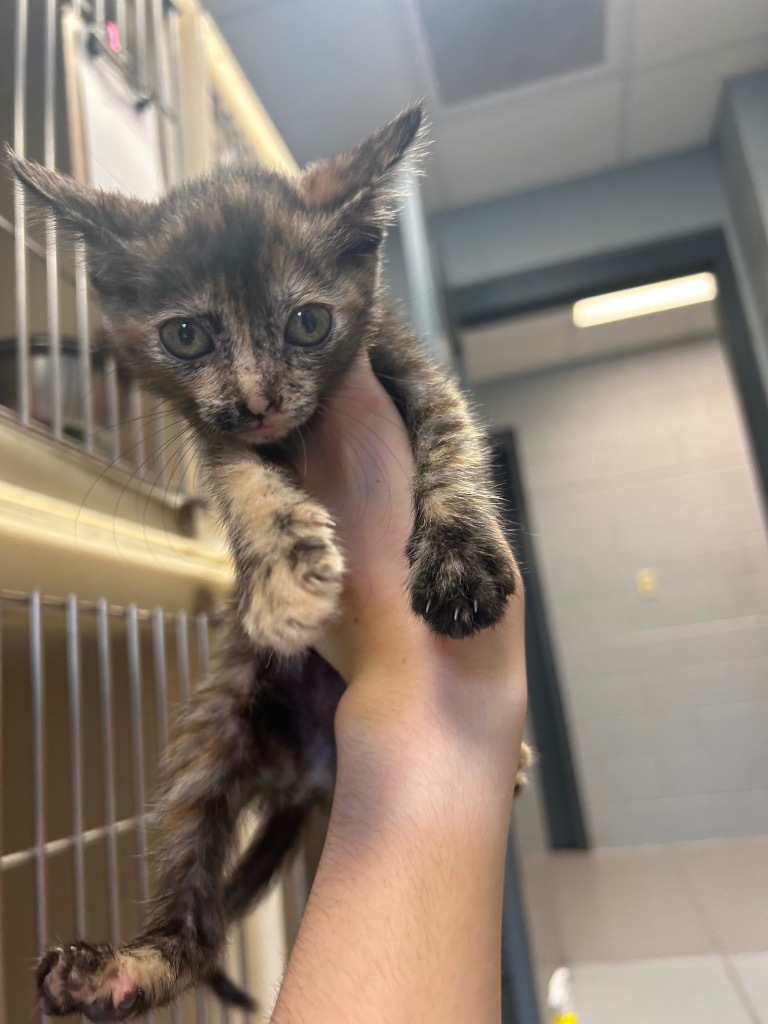 Adele, an adoptable Domestic Short Hair in Greenwood, MS, 38930 | Photo Image 2