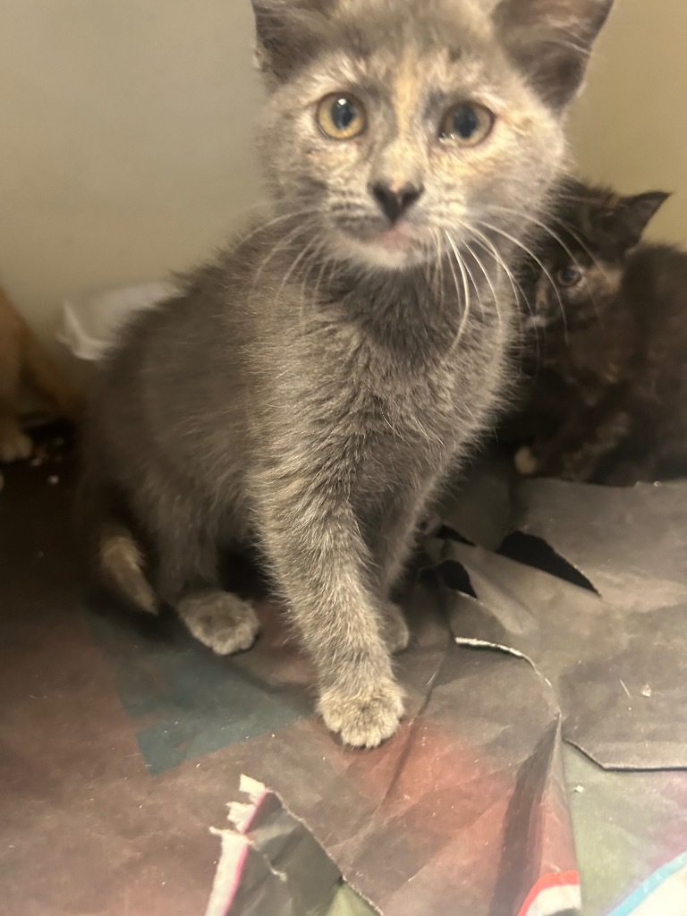 Dolly, an adoptable Domestic Short Hair in Greenwood, MS, 38930 | Photo Image 1