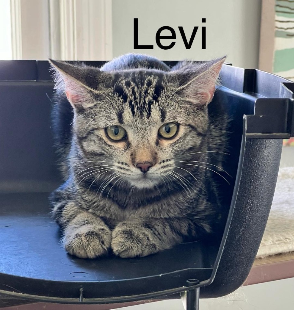 Levi