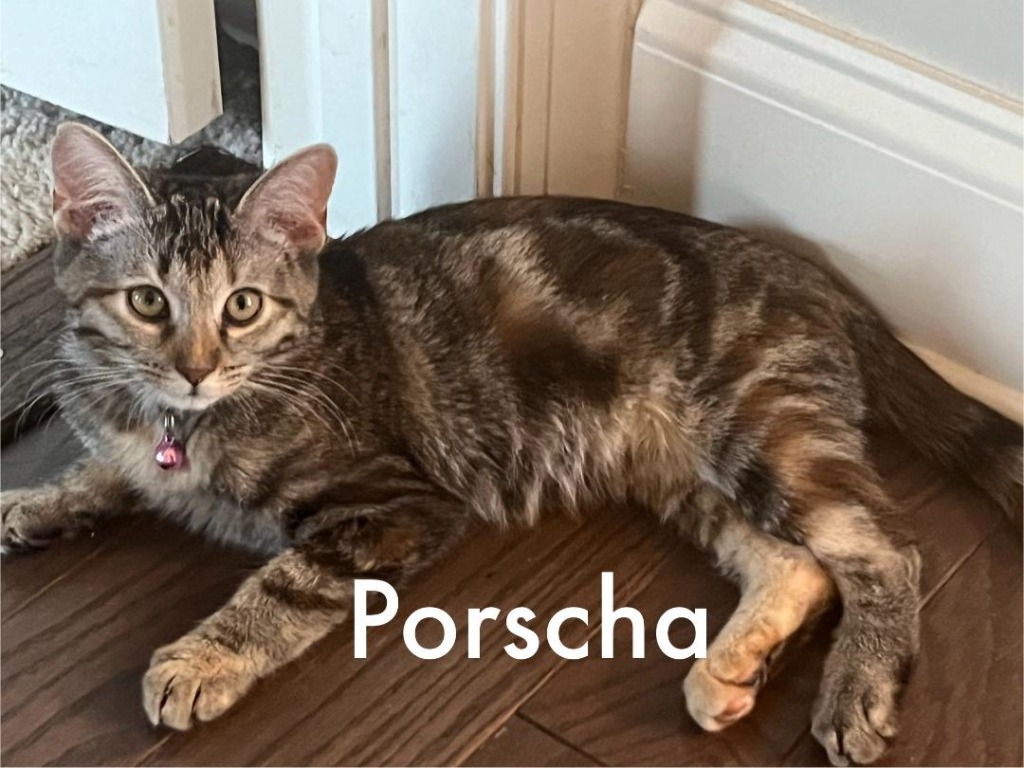 Porscha