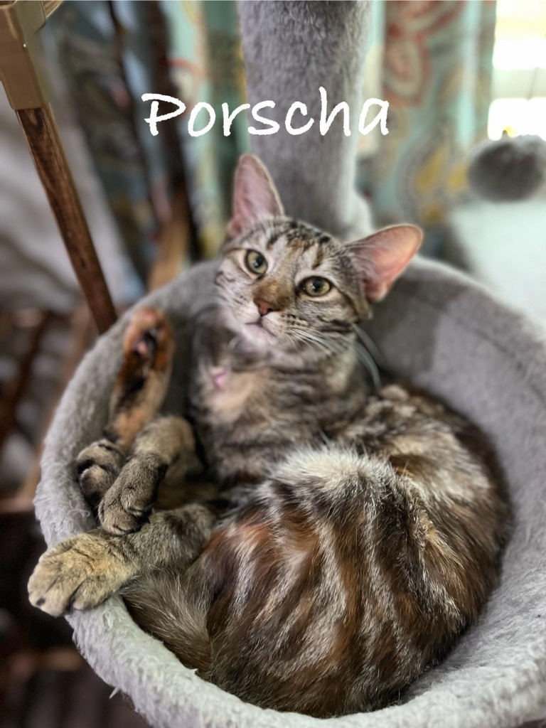 Porscha