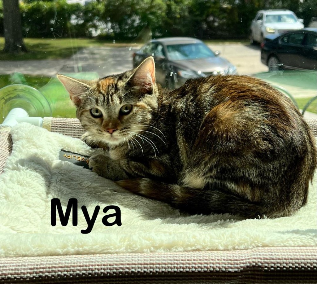 Mya, an adoptable Domestic Short Hair in Hoover , AL, 35226 | Photo Image 1