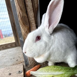 Daisy, Adult Female unknown