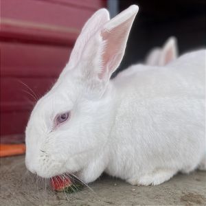 Paisley, Adult Female unknown