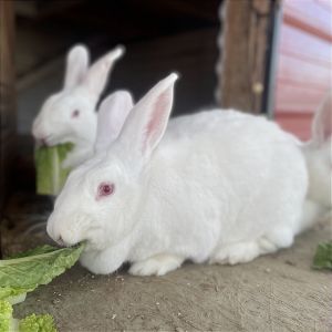Tulip, Adult Female unknown