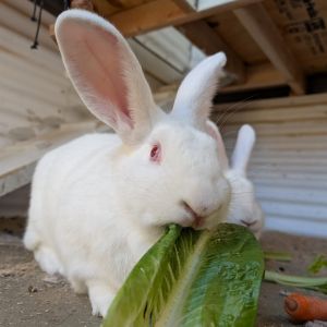 Daffodil, Adult Female unknown