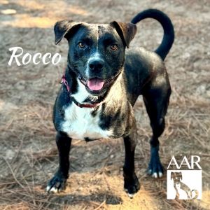 Rocco