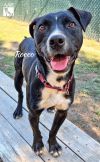 Rocco photo 3