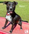 Rocco photo 4