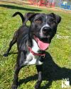 Rocco photo 5