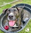 Rocco photo 6