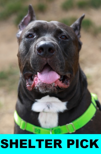 Shai, an adoptable Cane Corso, Mixed Breed in Eugene, OR, 97402 | Photo Image 1