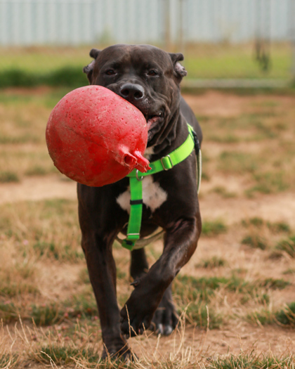 Shai, an adoptable Cane Corso, Mixed Breed in Eugene, OR, 97402 | Photo Image 2