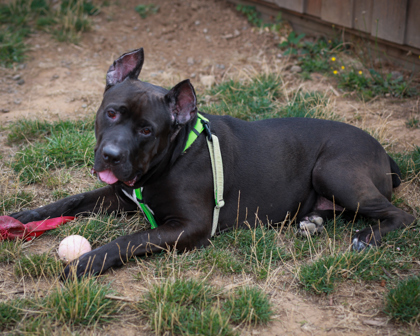 Shai, an adoptable Cane Corso, Mixed Breed in Eugene, OR, 97402 | Photo Image 3