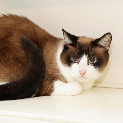 Faith, an adoptable Snowshoe, Domestic Short Hair in FAIRWAY, KS, 66205 | Photo Image 1