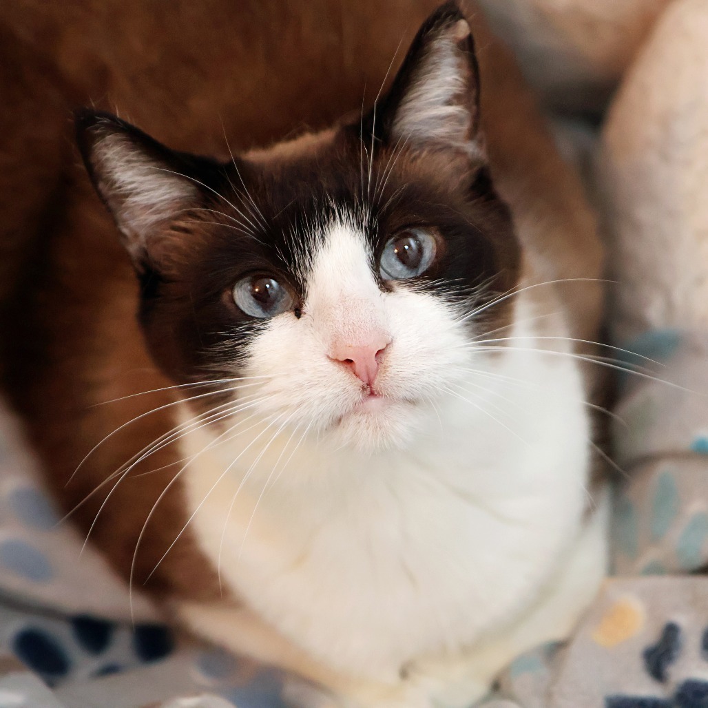 Faith, an adoptable Snowshoe, Domestic Short Hair in FAIRWAY, KS, 66205 | Photo Image 1